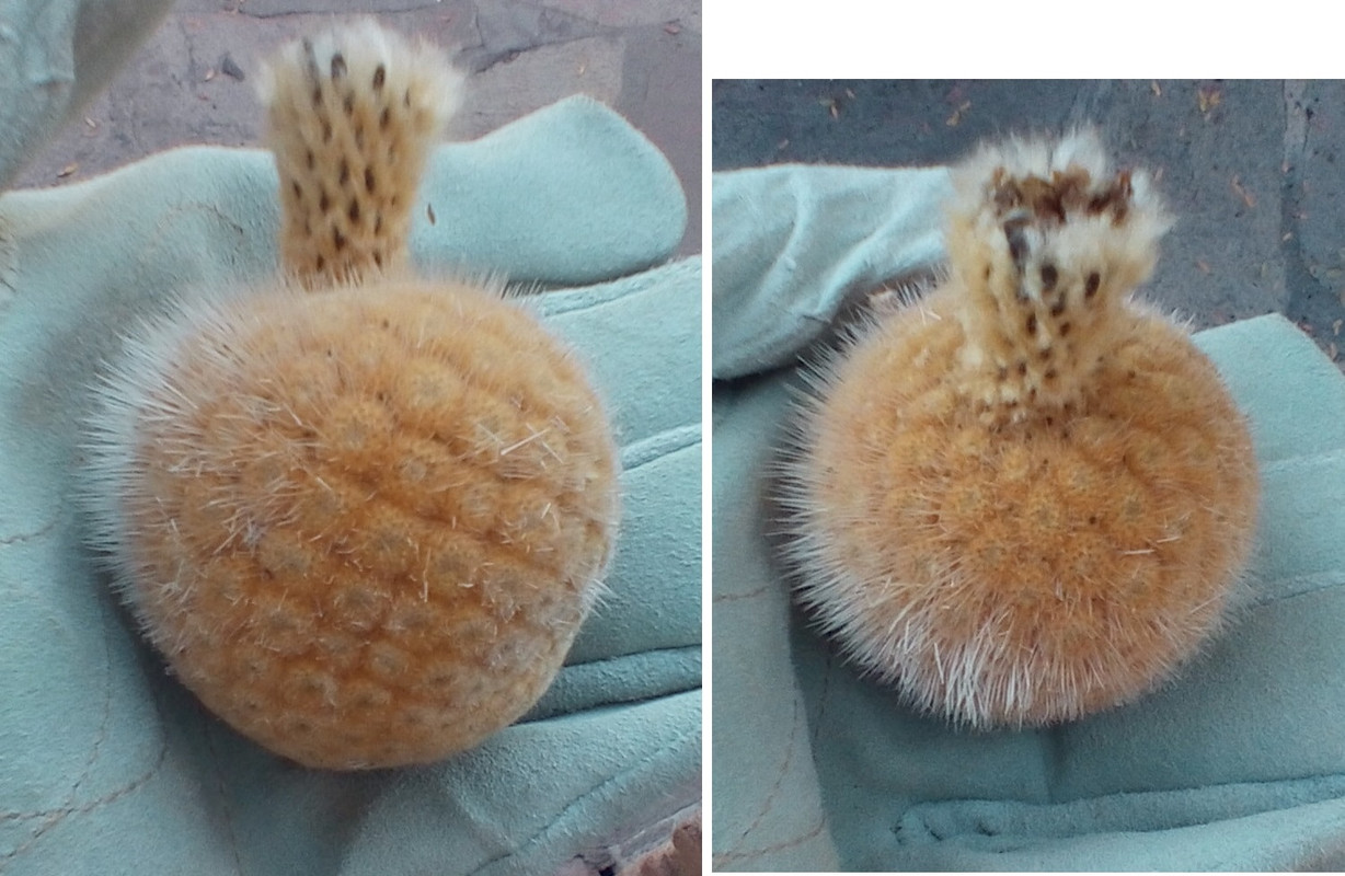 Cardon fruits