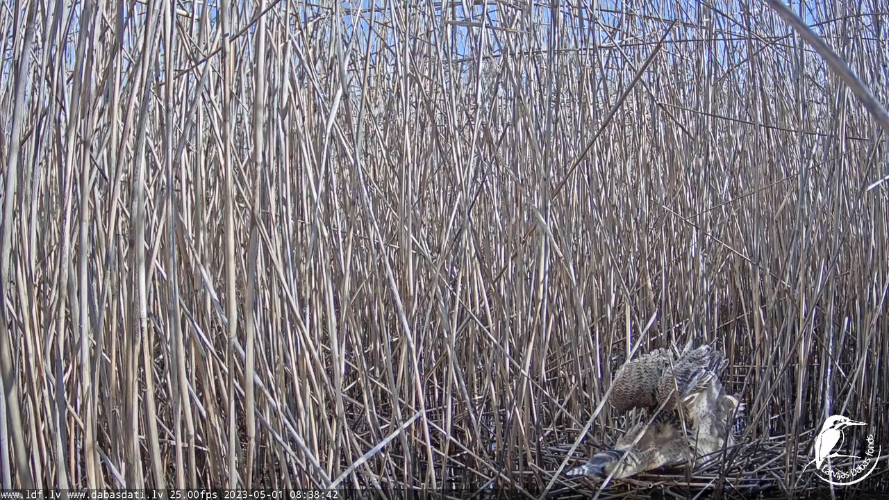 Lielais dumpis (Botaurus stellaris) Engurē - LDF tiešraide 11-22-32 screenshot