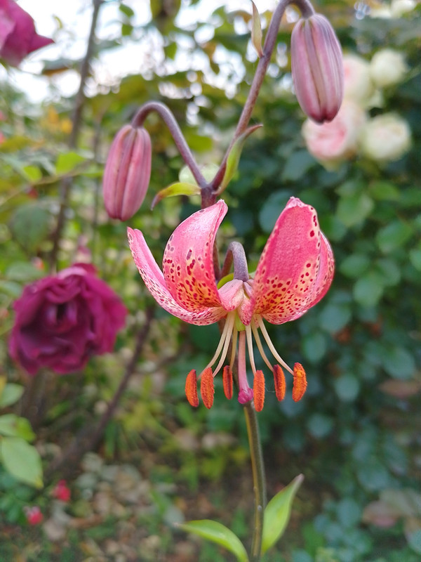IMG_20230601_195502_HDR