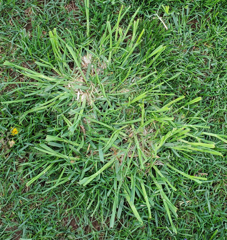 Crabgrass Vs Dallisgrass (Identification, Differences, 43 OFF