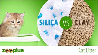 [Image: 2017-10-Catlitter-Silicia-VS-Clay-655x368-COM.jpg]