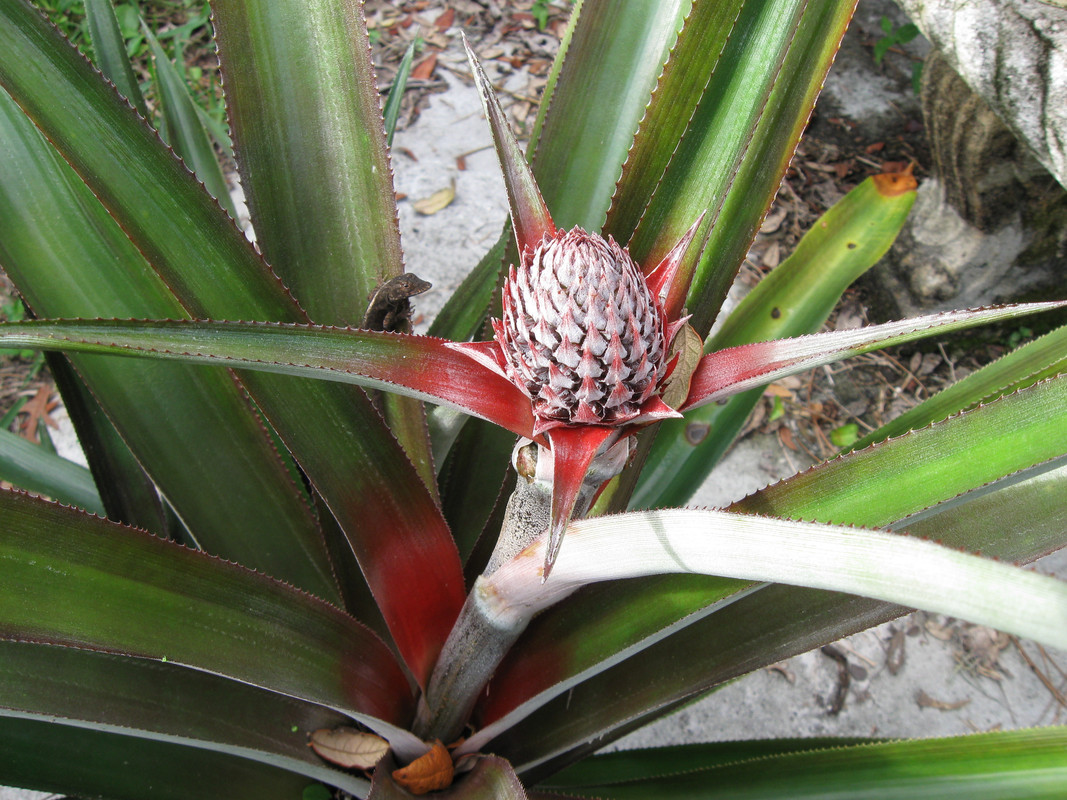 Abacaxi 3-7-14