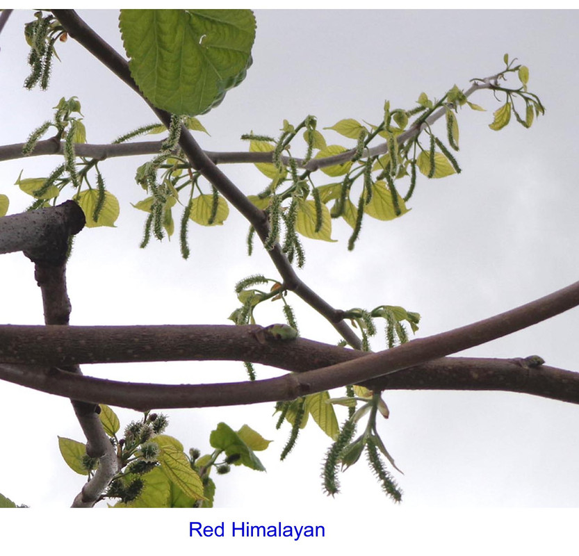 Red_Himalayan(kaz)-pic2