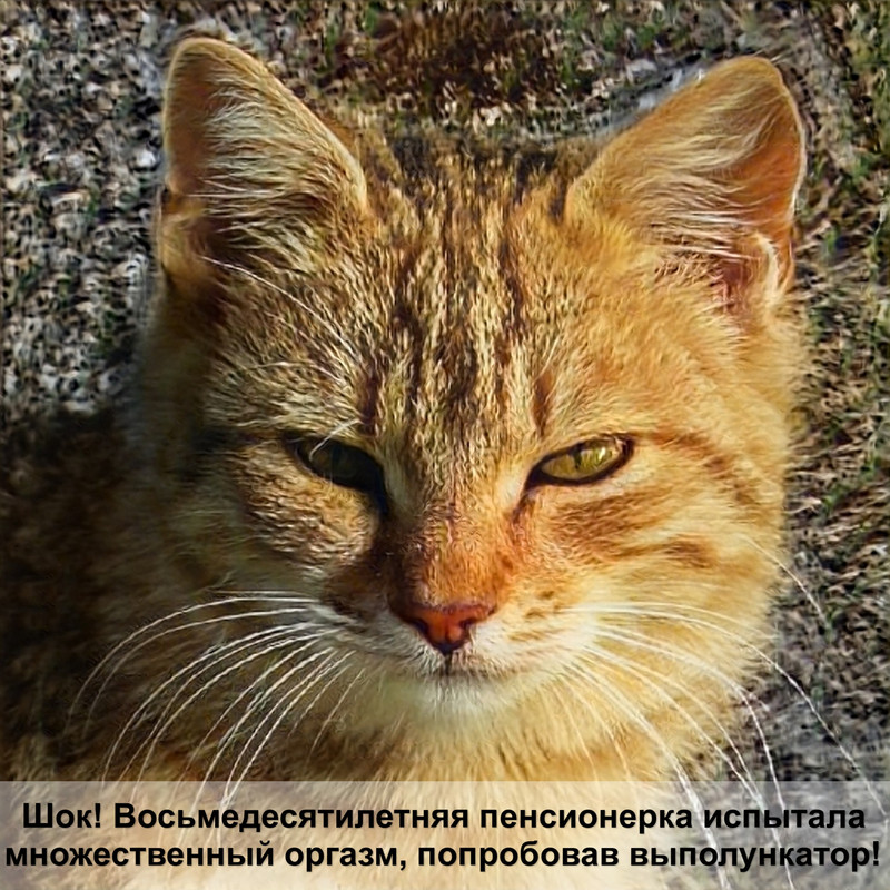 как воспитать котенка ласковым