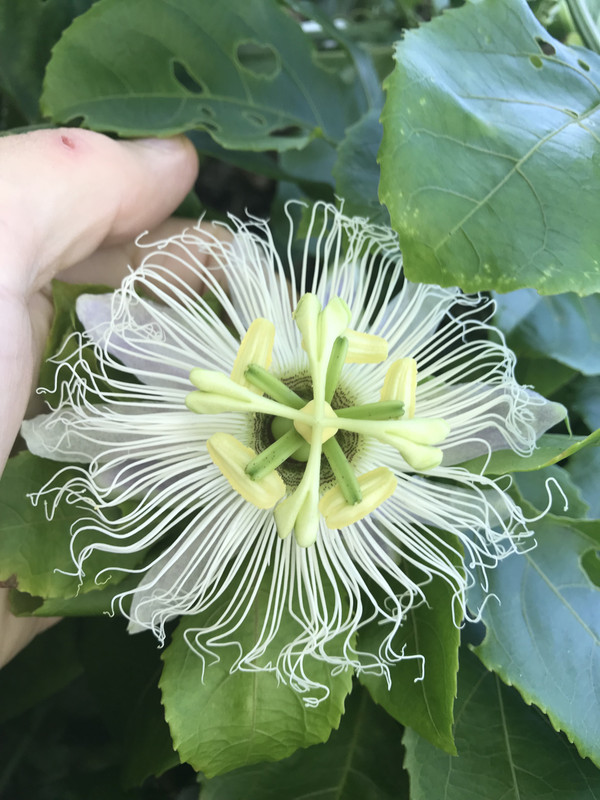 Unusual Passion Flower 6 2018