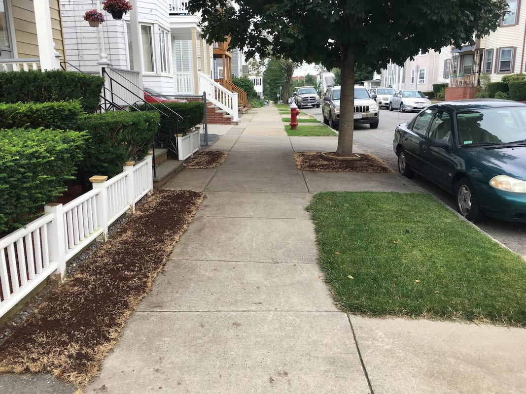 2017_Shaded_Hell_Strip_Seeddown_1_small