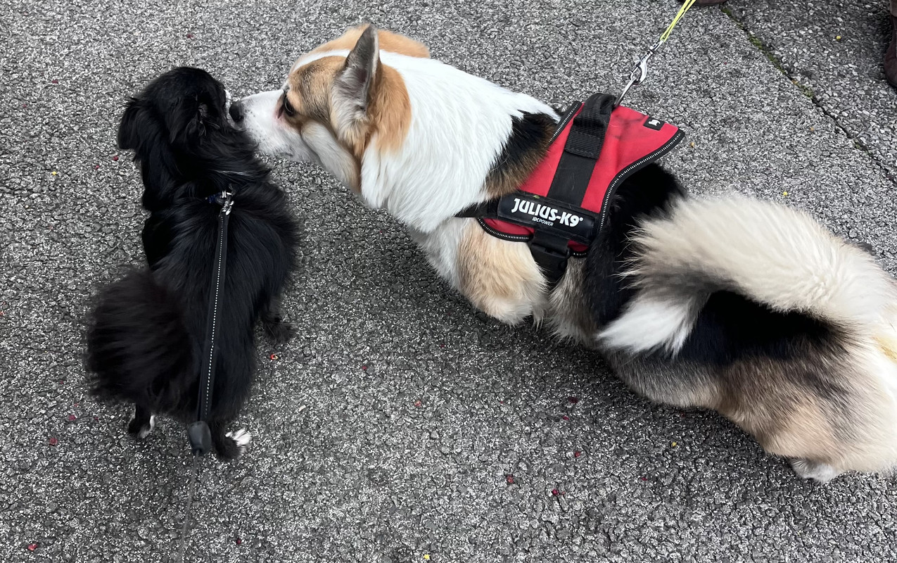 [Image: IMG-8017.jpg]