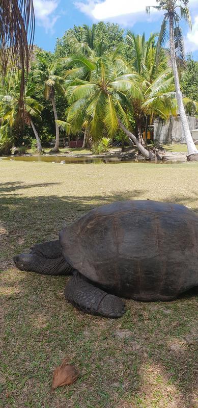 Seychelles-2ª parte de nuestra luna de miel. Se puede pedir más? - Blogs de Seychelles - DÍA 3:  PRASLIN – CURIEUSE ISLAND – SAINT PIERRE (41)