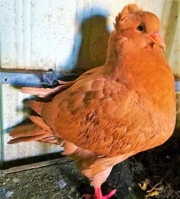 35082706_2051520051549627_5887038838571794432_n