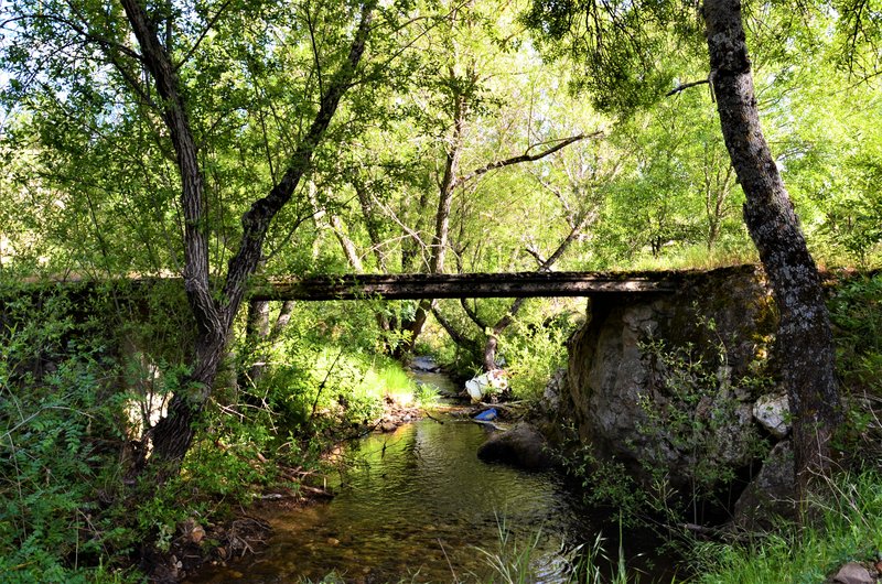 RUTA SENDA BOTANICA-24-5-2014-MADRID - Paseando por España-1991/2016 (29)