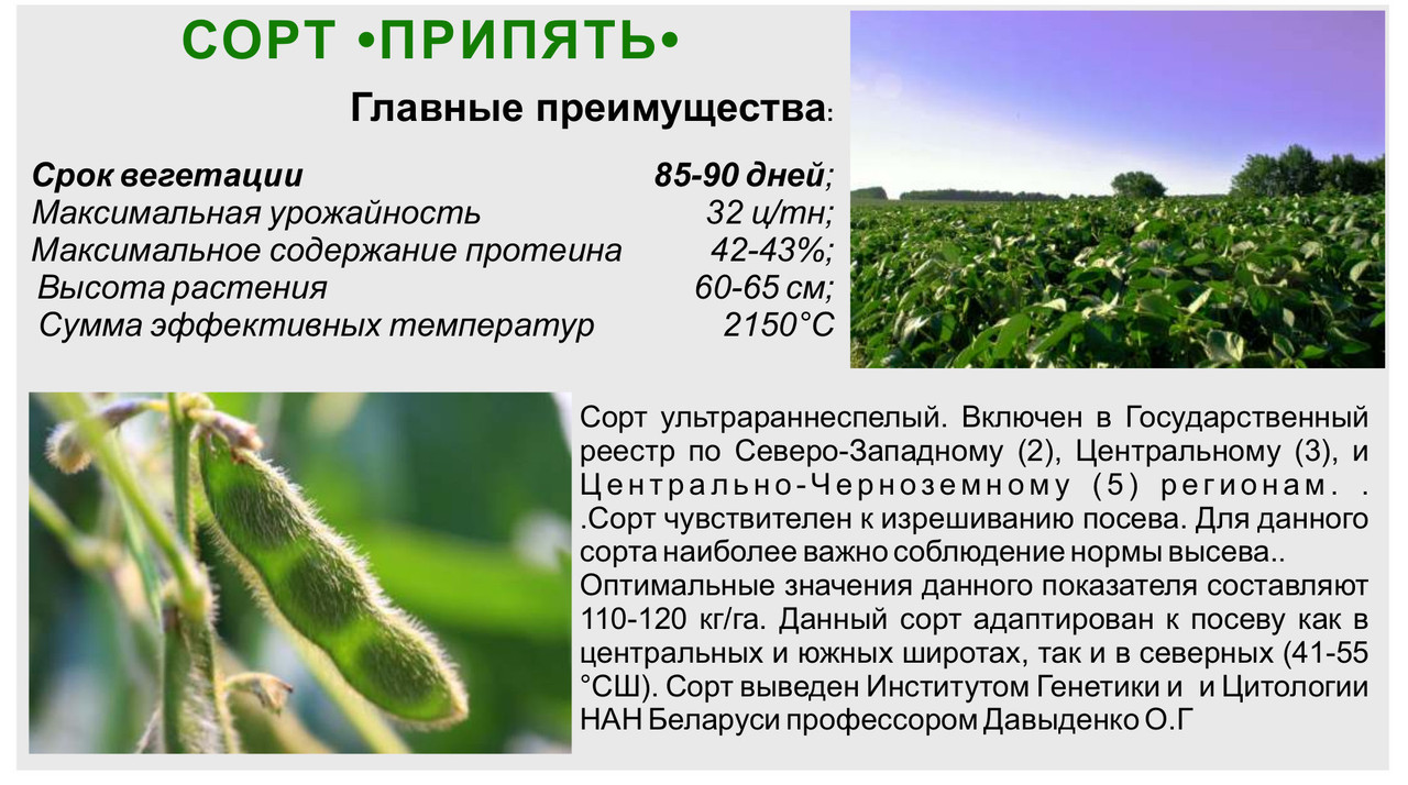 Производители сои. Соя генная инженерия. Пищевая ценность сои. Доклад про сою. Бобовые сельскохозяйственные культуры.