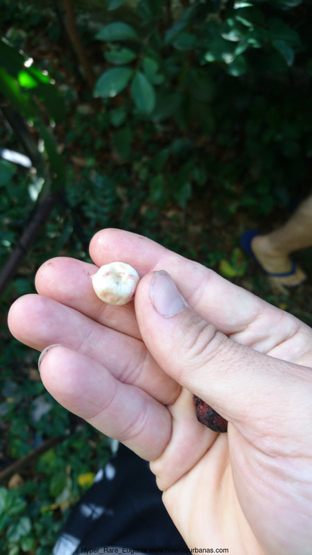 Huertasurbanas_com-hyper_rare_Eugenia3seed.jpeg-20220520_081935Hyper_Rare_Eugenia