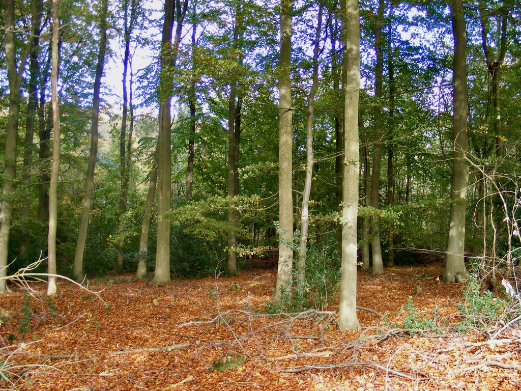 DSCF0436.jpg