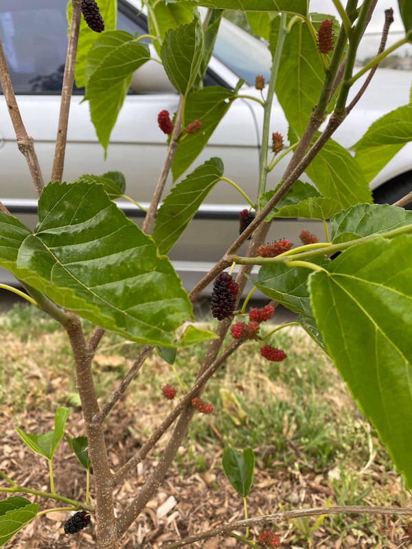 CBF31F09-EA95-4E9B-BC14-F22346EF5CA8