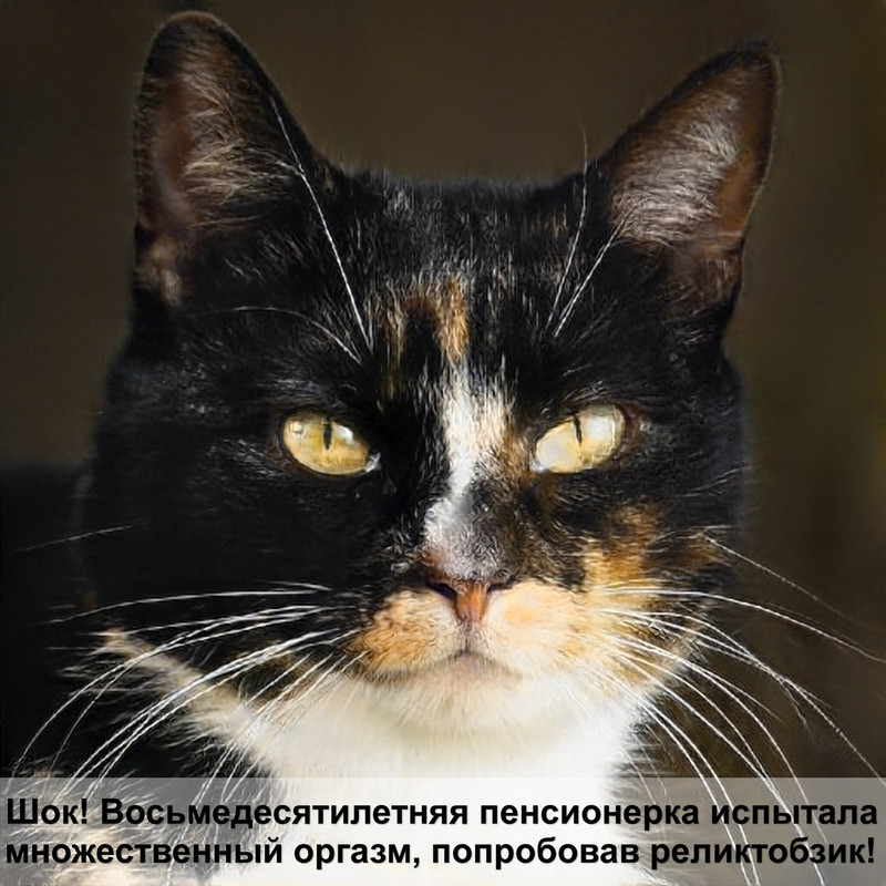 сфинкс кошка шоколадный окрас