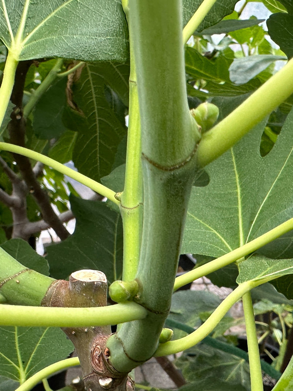 figs-588.jpg