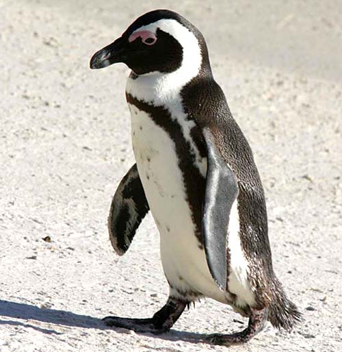 penguin_4-891085373