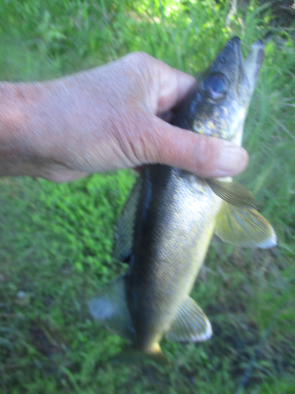 eyes again saranac 001