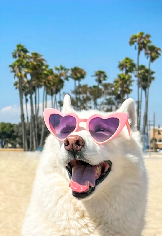 Dog Reddit — Postimages