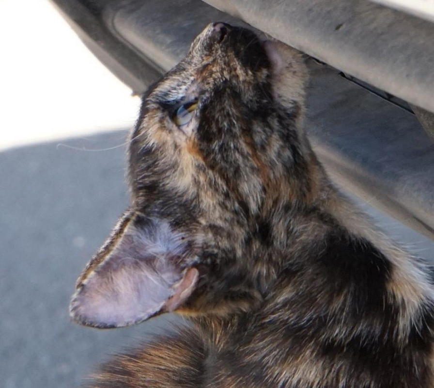 cat01.jpg