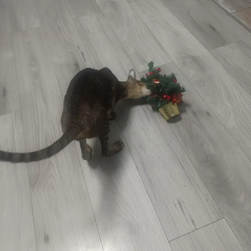 IMG_20221227_154336_255