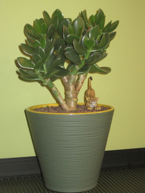 Паллида в день пересадки 23.12.2022 г