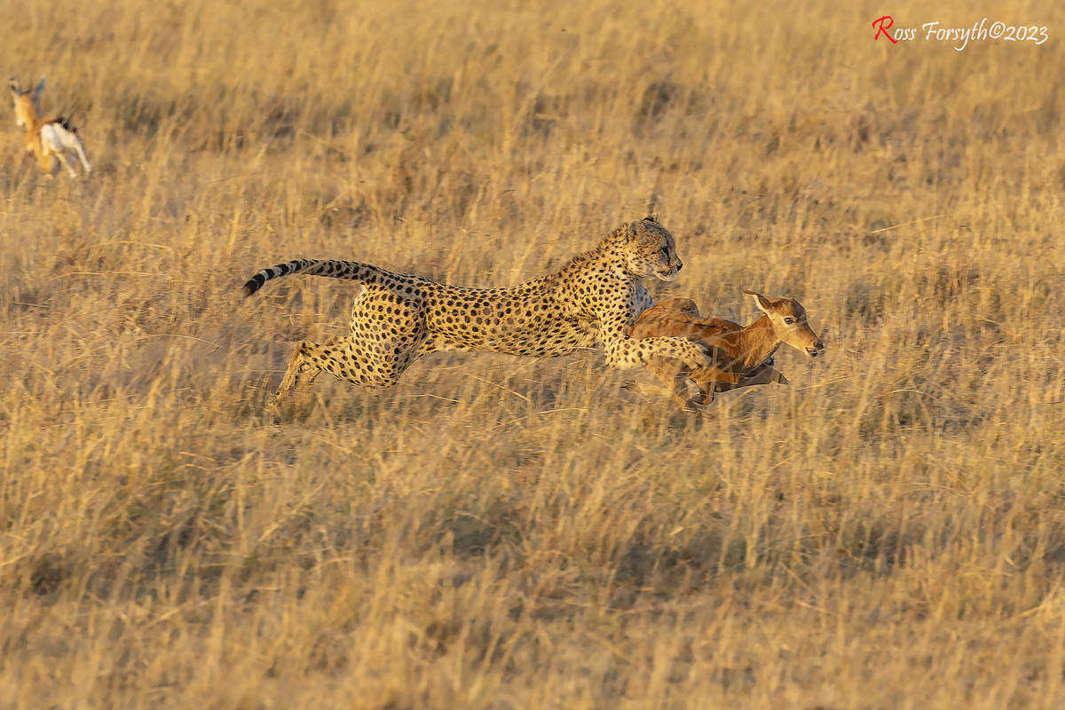 _5RF0540-CR3_DxO_DeepPRIME