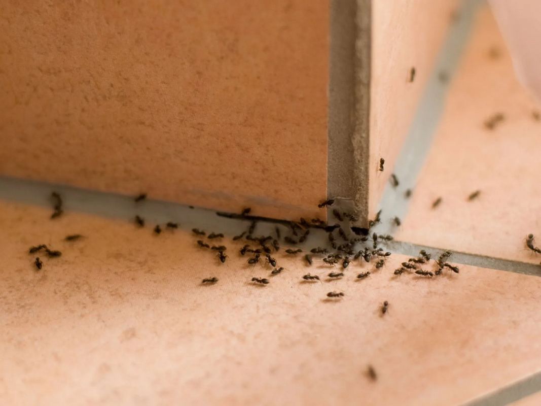¿Hormigas en casa? Descubre su significado y cómo eliminarlas