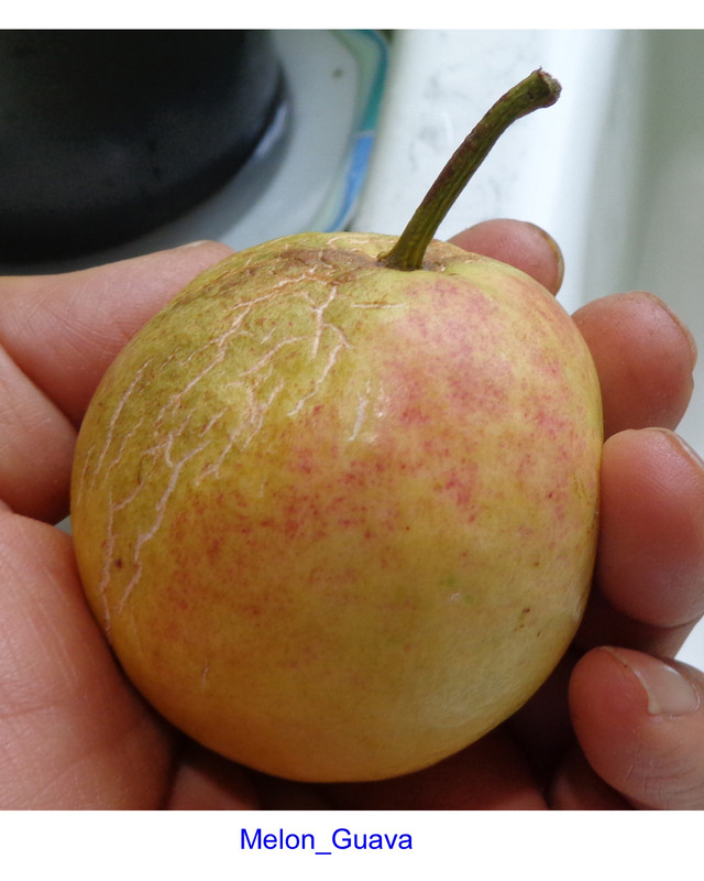 Guava-Melon-pic3