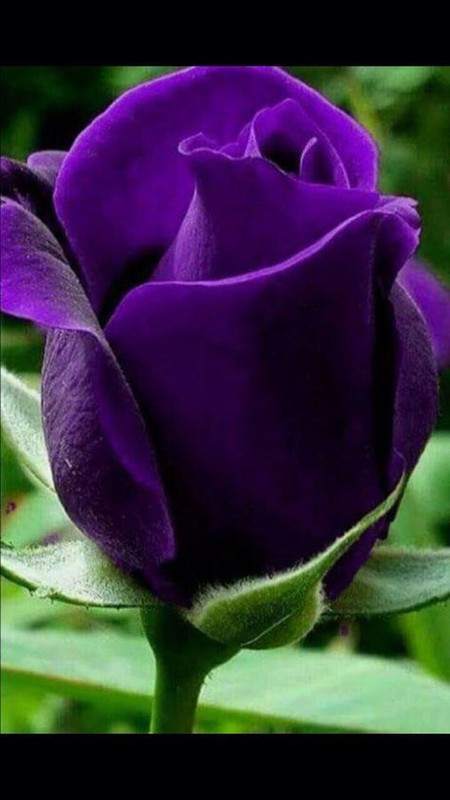 purplerose.jpg