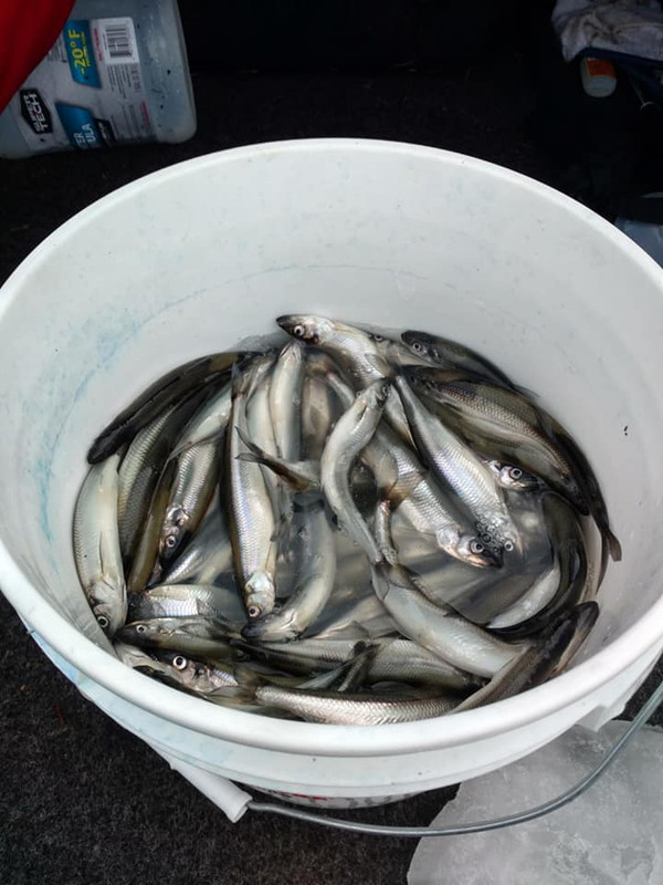 smelt2