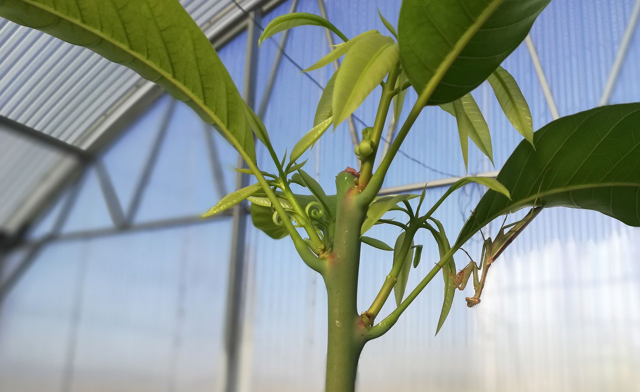 PrayingMantis