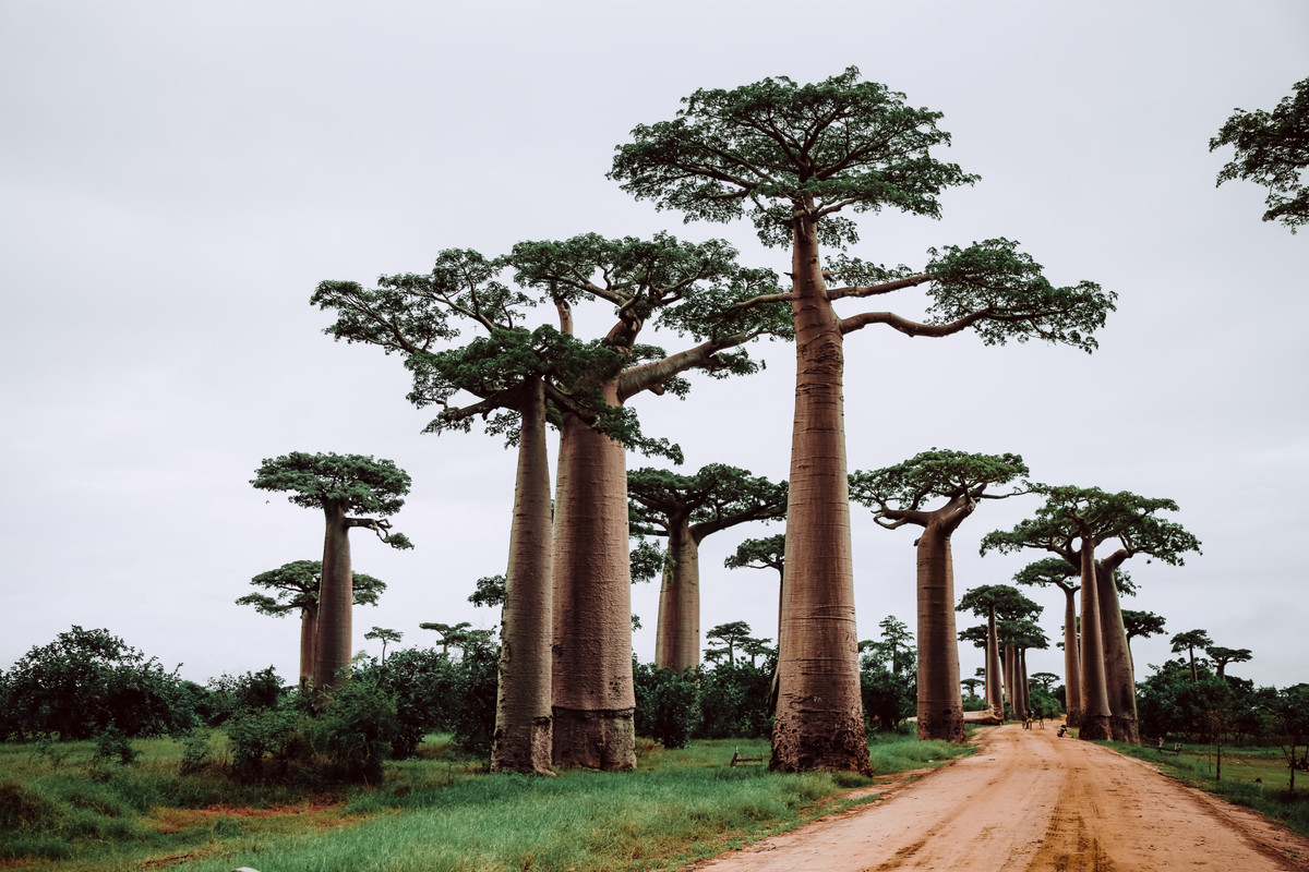 Boabab bomen Madagaskar reizen