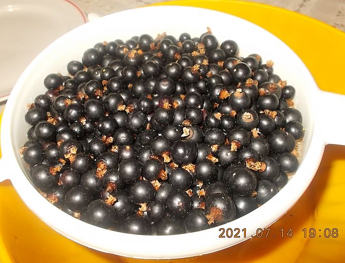 https://i.postimg.cc/NFxY7FvK/fekete-ribizli-2021.jpg