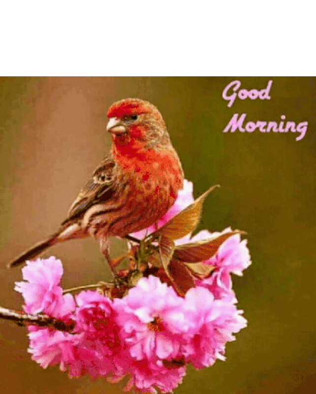 An den Beitrag angehängtes Bild: https://i.postimg.cc/NFyjNFLp/oie-182420-K8-Np-N8-MQ.gif