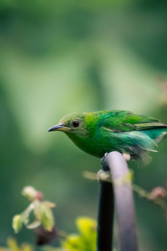 green-honeycreeper-9160065-1280.jpg