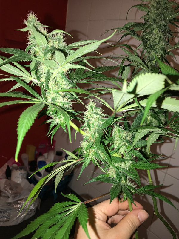 8EBF99E2-DE5F-4DD6-891F-24D06CD0F8AC