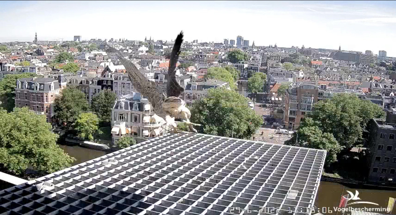amsterdam - Amsterdam/Rijksmuseum screenshots © Beleef de Lente/Vogelbescherming Nederland - Pagina 34 Video-2022-06-29-111950-Moment-5