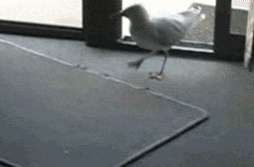 Imatge