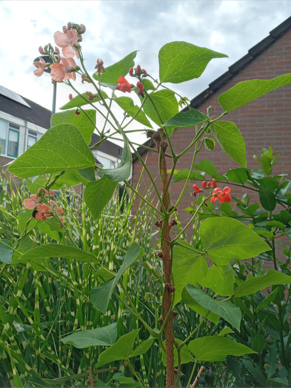 [Image: 20210813-162811.jpg]