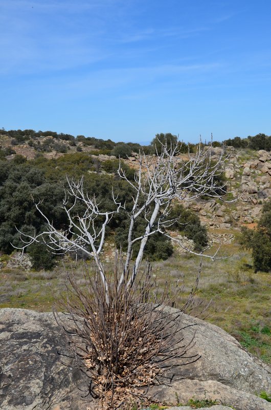 ERMITA SANTA MARIA DE MELQUE-8-3-2015-TOLEDO - Paseando por España-1991/2016 (17)