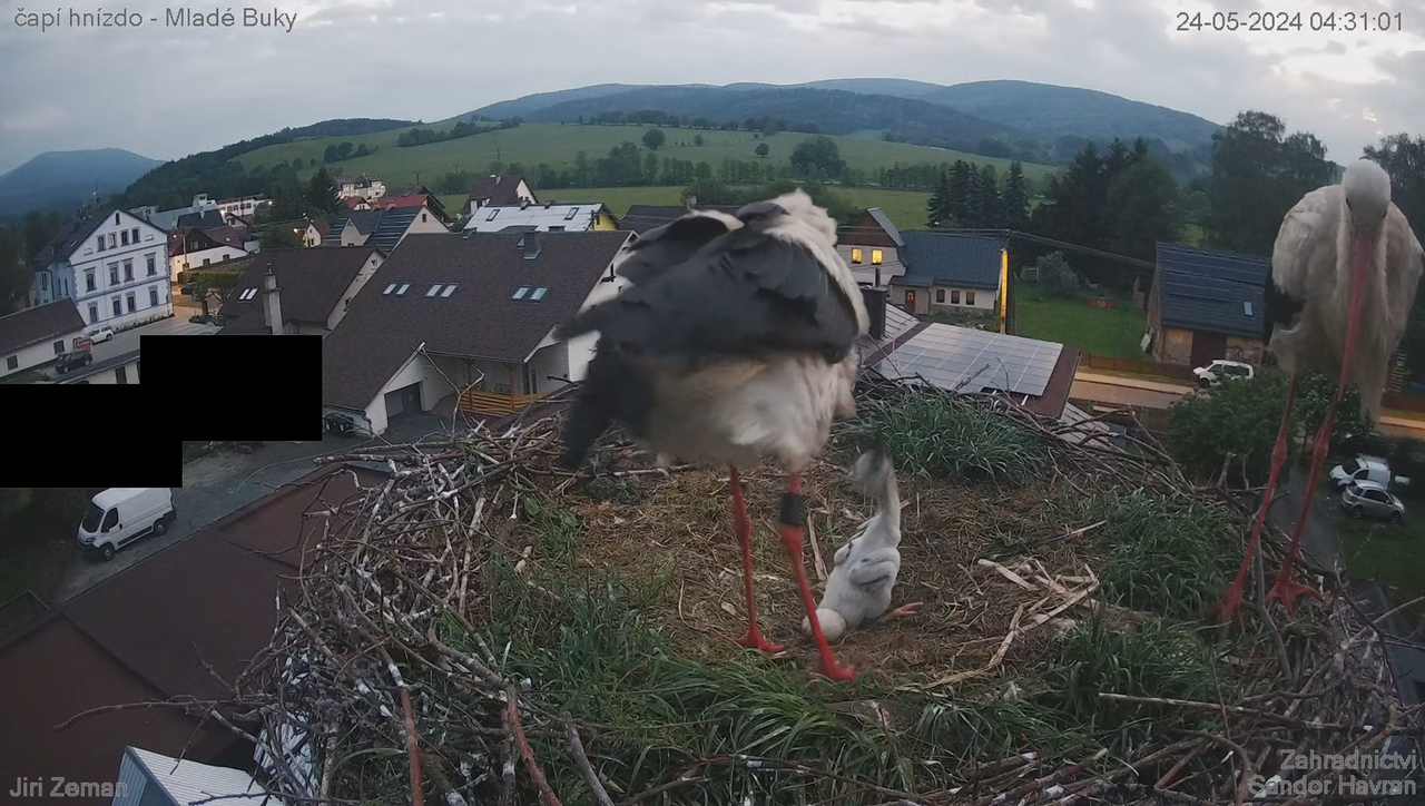 Živá kamera - Mladé Buky - čapí hnízdo 8-50-33 screenshot