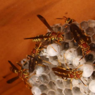 Paper wasp