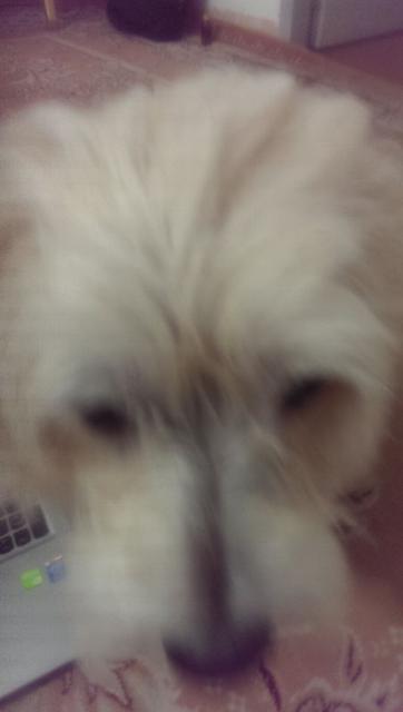 volghan hosseini (119)