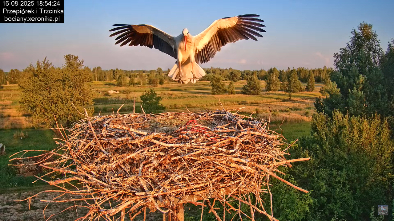 16082025bociany9