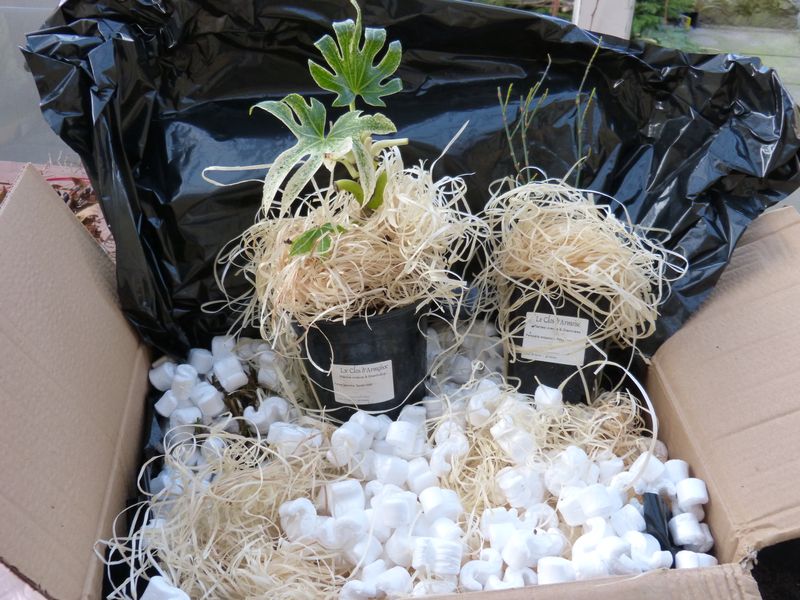 2015-02-20 Pépinière Le Clos d'Armoise 1