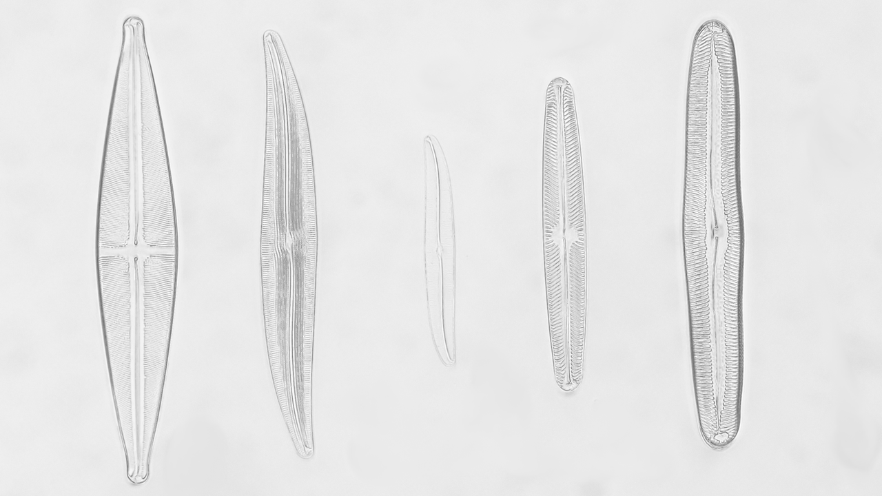 diatoms_410_planfluor
