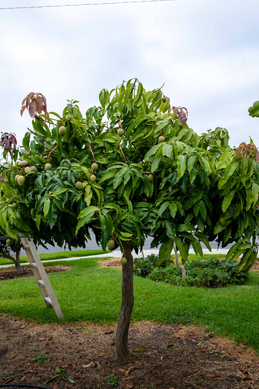 8U1A4378  Sweet Tart Mango Tree with Hanging Fruit at 8.30 AM (8-4-23)