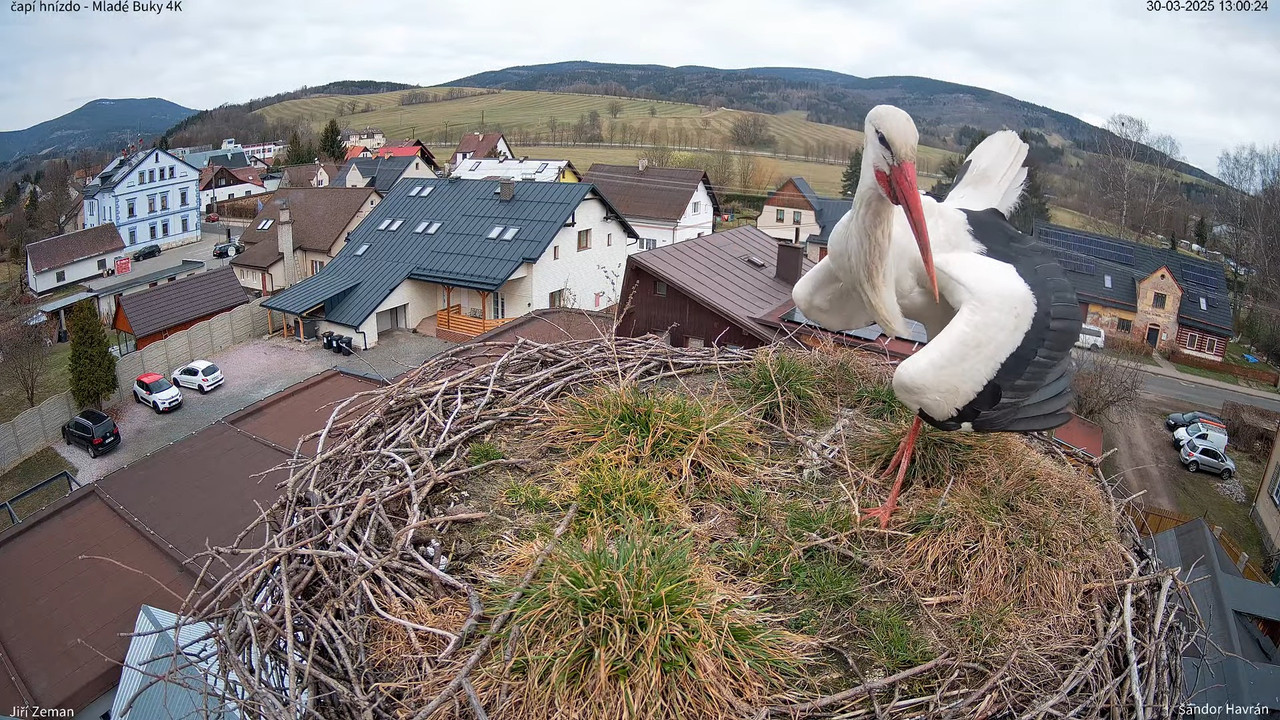 Živá kamera - Mladé Buky - čapí hnízdo 4K 17-35-54 screenshot