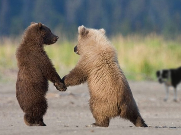 dancing-baby-bears.png